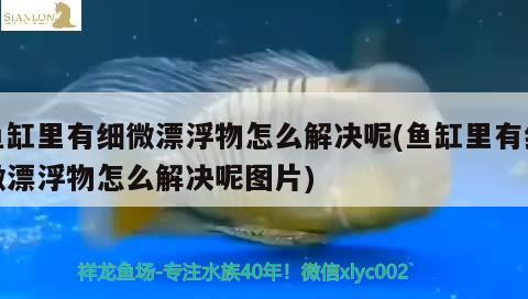 鱼缸里有细微漂浮物怎么解决呢(鱼缸里有细微漂浮物怎么解决呢图片) 虎鱼百科