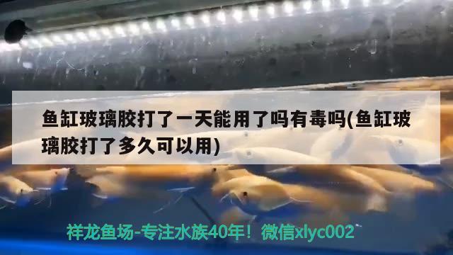 鱼缸玻璃胶打了一天能用了吗有毒吗(鱼缸玻璃胶打了多久可以用) 哥伦比亚巨暴鱼苗 第2张