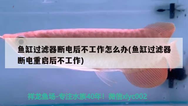 鱼缸过滤器断电后不工作怎么办(鱼缸过滤器断电重启后不工作) 广州水族器材滤材批发市场