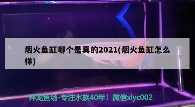 烟火鱼缸哪个是真的2021(烟火鱼缸怎么样) 银龙鱼苗