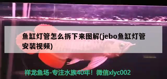 鱼缸灯管怎么拆下来图解(jebo鱼缸灯管安装视频)