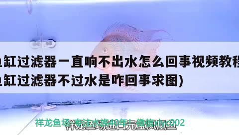 鱼缸过滤器一直响不出水怎么回事视频教程(鱼缸过滤器不过水是咋回事求图)