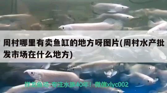 周村哪里有卖鱼缸的地方呀图片(周村水产批发市场在什么地方)