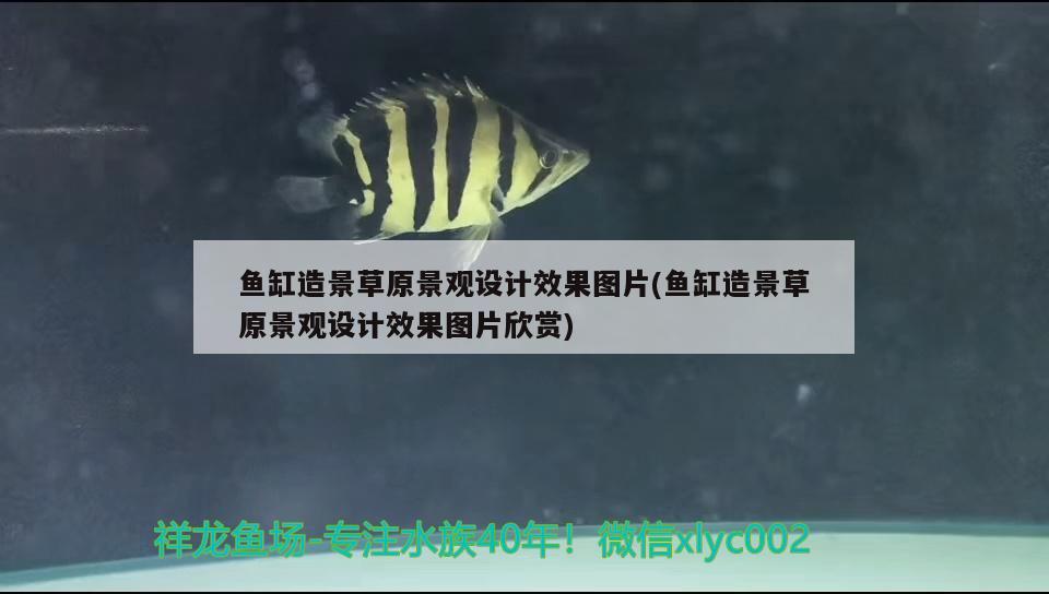 鱼缸造景草原景观设计效果图片(鱼缸造景草原景观设计效果图片欣赏) 广州景观设计