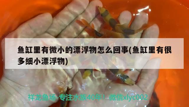 鱼缸里有微小的漂浮物怎么回事(鱼缸里有很多细小漂浮物) 广州龙鱼批发市场 第2张