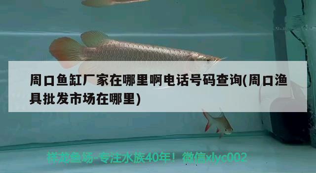 周口鱼缸厂家在哪里啊电话号码查询(周口渔具批发市场在哪里) 大白鲨鱼苗