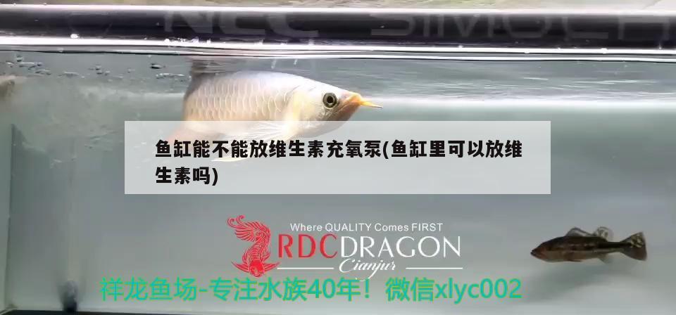 鱼缸能不能放维生素充氧泵(鱼缸里可以放维生素吗) 水族维护服务（上门）