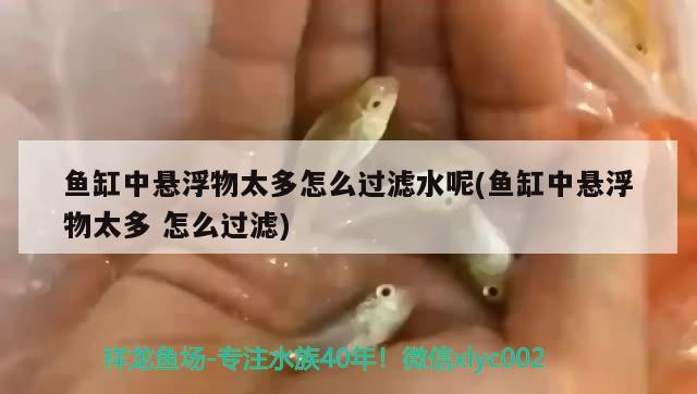 鱼缸中悬浮物太多怎么过滤水呢(鱼缸中悬浮物太多怎么过滤) 猪鼻龟