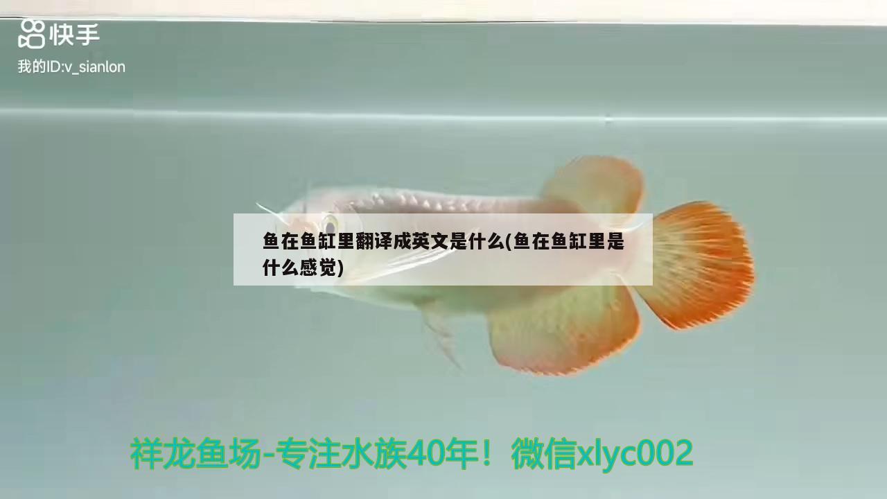 鱼在鱼缸里翻译成英文是什么(鱼在鱼缸里是什么感觉)