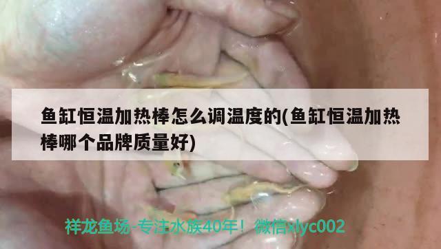 鱼缸恒温加热棒怎么调温度的(鱼缸恒温加热棒哪个品牌质量好)