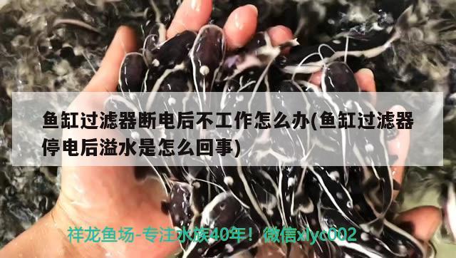 鱼缸过滤器断电后不工作怎么办(鱼缸过滤器停电后溢水是怎么回事)