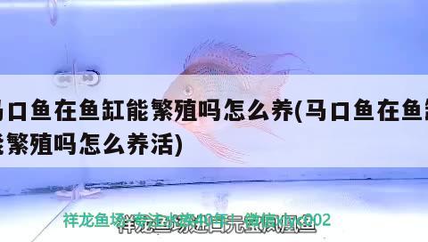 马口鱼在鱼缸能繁殖吗怎么养(马口鱼在鱼缸能繁殖吗怎么养活) 大嘴鲸鱼