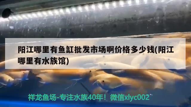 阳江哪里有鱼缸批发市场啊价格多少钱(阳江哪里有水族馆)