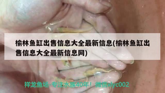 榆林鱼缸出售信息大全最新信息(榆林鱼缸出售信息大全最新信息网) 梦幻雷龙鱼