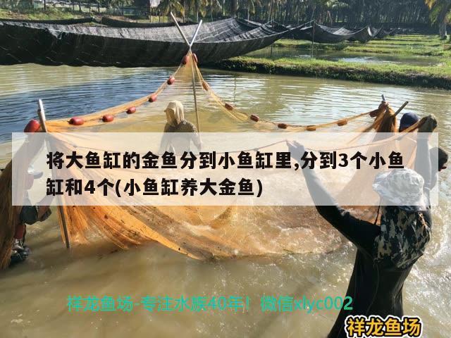 将大鱼缸的金鱼分到小鱼缸里,分到3个小鱼缸和4个(小鱼缸养大金鱼) 定时器/自控系统 第3张