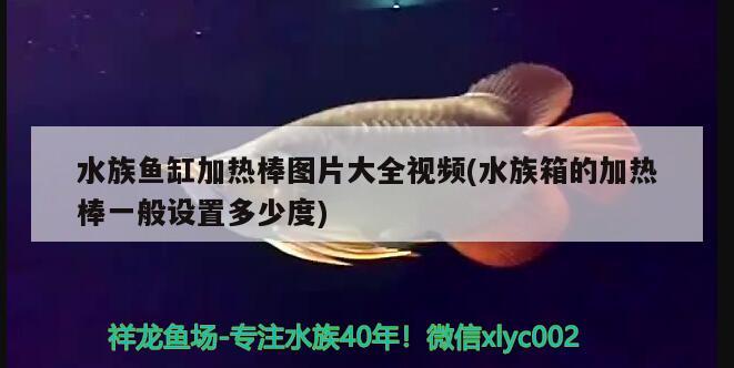 水族鱼缸加热棒图片大全视频(水族箱的加热棒一般设置多少度) 鱼缸/水族箱