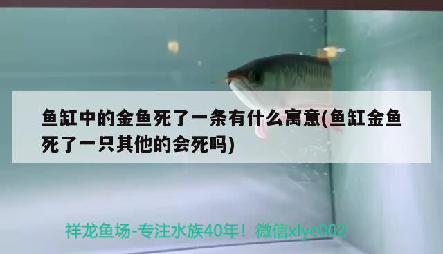 鱼缸中的金鱼死了一条有什么寓意(鱼缸金鱼死了一只其他的会死吗)