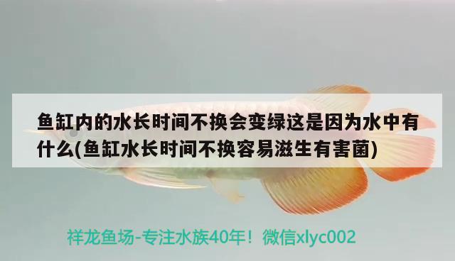 鱼缸内的水长时间不换会变绿这是因为水中有什么(鱼缸水长时间不换容易滋生有害菌) 猪鼻龟