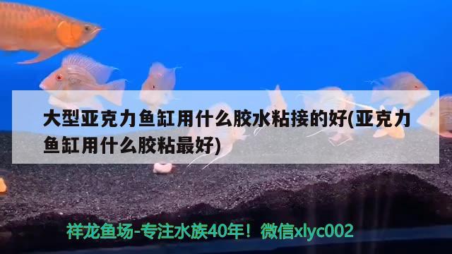 大型亚克力鱼缸用什么胶水粘接的好(亚克力鱼缸用什么胶粘最好)