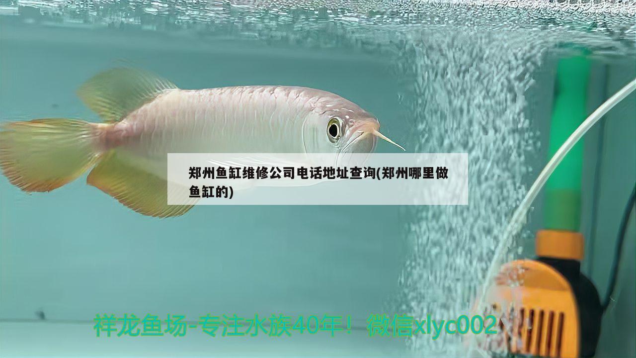 郑州鱼缸维修公司电话地址查询(郑州哪里做鱼缸的)