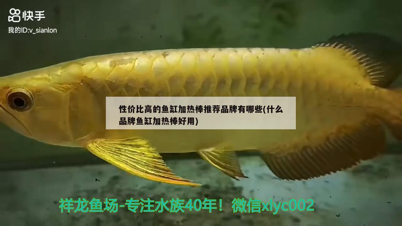 性价比高的鱼缸加热棒推荐品牌有哪些(什么品牌鱼缸加热棒好用)