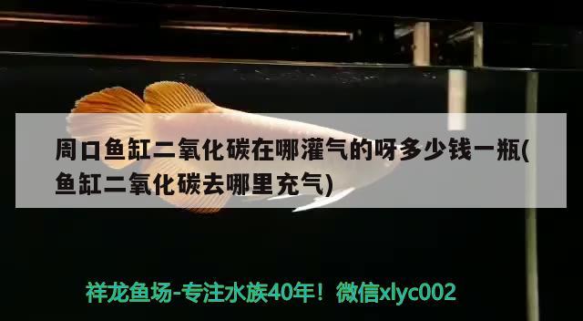 周口鱼缸二氧化碳在哪灌气的呀多少钱一瓶(鱼缸二氧化碳去哪里充气)