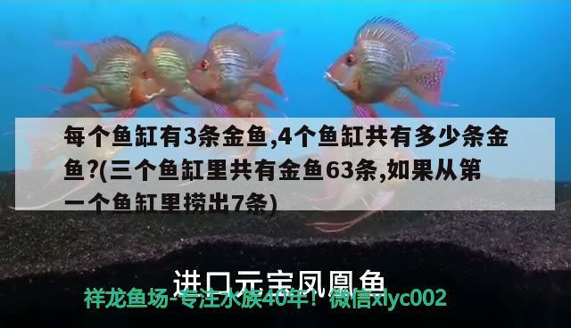 每个鱼缸有3条金鱼,4个鱼缸共有多少条金鱼?(三个鱼缸里共有金鱼63条,如果从第一个鱼缸里捞出7条) 超血红龙鱼