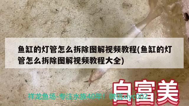 鱼缸的灯管怎么拆除图解视频教程(鱼缸的灯管怎么拆除图解视频教程大全) 白子银龙苗（黄化银龙苗）