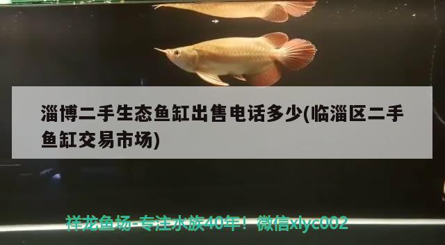 淄博二手生态鱼缸出售电话多少(临淄区二手鱼缸交易市场) 观赏鱼市场（混养鱼） 第2张