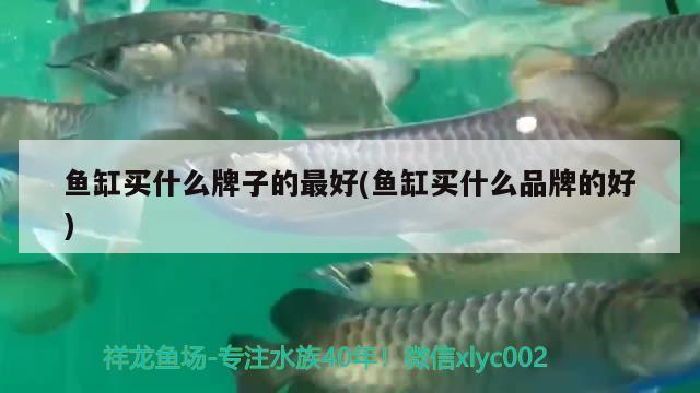 鱼缸买什么牌子的最好(鱼缸买什么品牌的好)