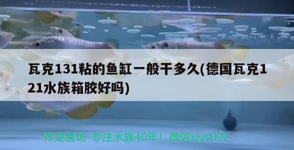 瓦克131粘的鱼缸一般干多久(德国瓦克121水族箱胶好吗) 鱼缸/水族箱