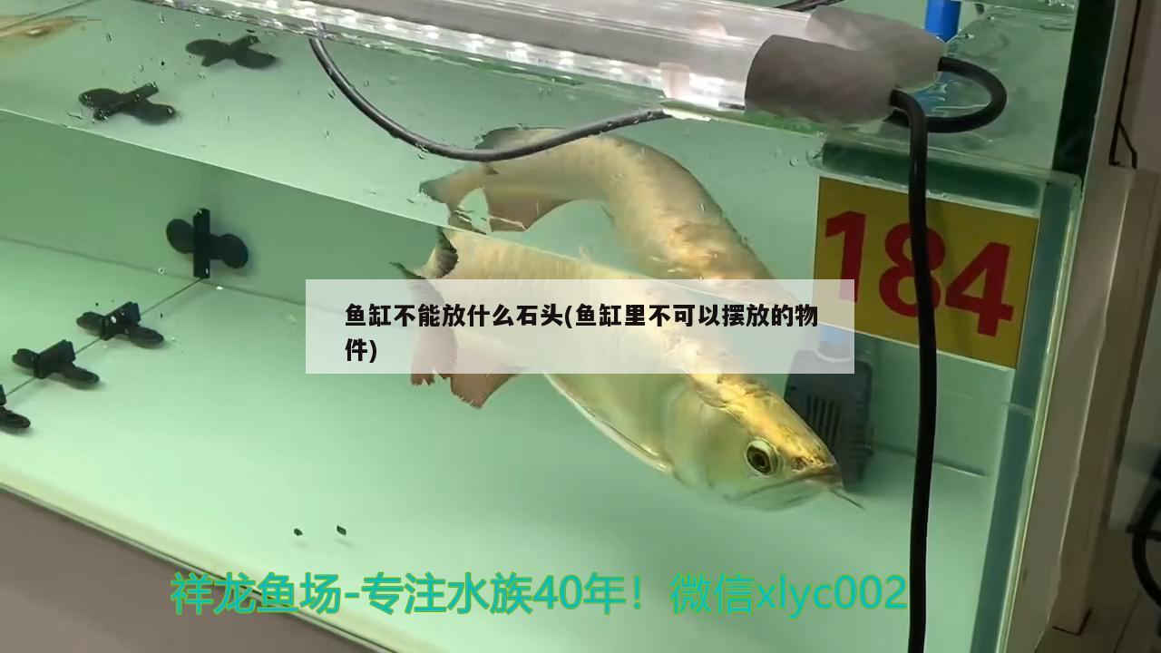 鱼缸不能放什么石头(鱼缸里不可以摆放的物件) 广州祥龙国际水族贸易