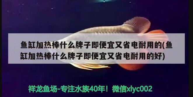 鱼缸加热棒什么牌子即便宜又省电耐用的(鱼缸加热棒什么牌子即便宜又省电耐用的好)