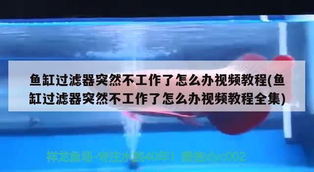 鱼缸过滤器突然不工作了怎么办视频教程(鱼缸过滤器突然不工作了怎么办视频教程全集)