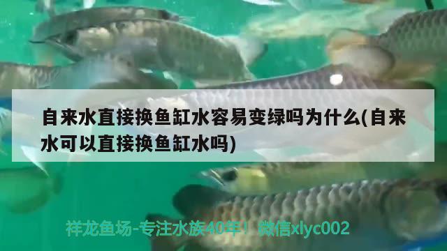 自来水直接换鱼缸水容易变绿吗为什么(自来水可以直接换鱼缸水吗) 白子金龙鱼