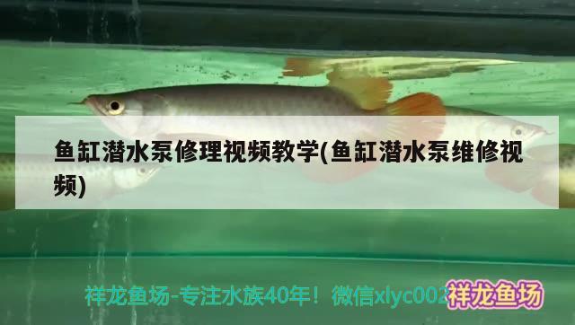 鱼缸潜水泵修理视频教学(鱼缸潜水泵维修视频)