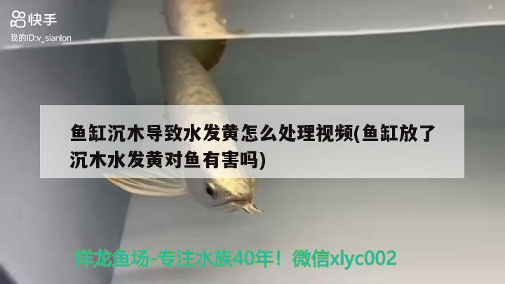 鱼缸沉木导致水发黄怎么处理视频(鱼缸放了沉木水发黄对鱼有害吗) 大嘴鲸鱼