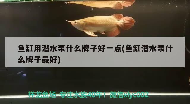 鱼缸用潜水泵什么牌子好一点(鱼缸潜水泵什么牌子最好) 短身红龙鱼