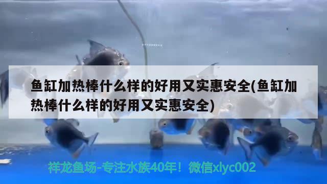 鱼缸加热棒什么样的好用又实惠安全(鱼缸加热棒什么样的好用又实惠安全)