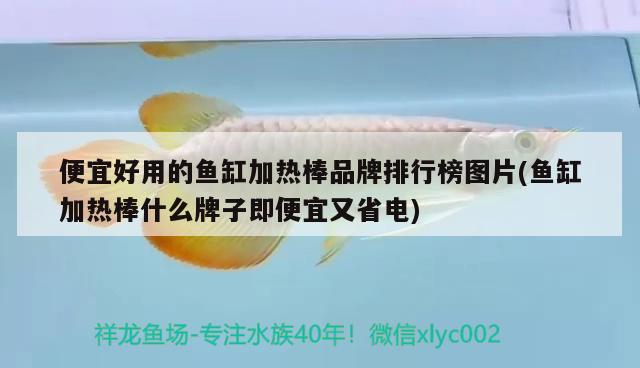 便宜好用的鱼缸加热棒品牌排行榜图片(鱼缸加热棒什么牌子即便宜又省电) 广州龙鱼批发市场