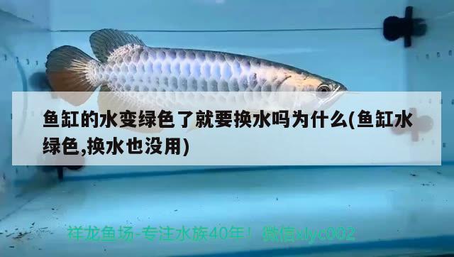 鱼缸的水变绿色了就要换水吗为什么(鱼缸水绿色,换水也没用) 绿皮辣椒小红龙