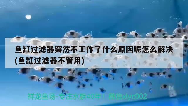 鱼缸过滤器突然不工作了什么原因呢怎么解决(鱼缸过滤器不管用)