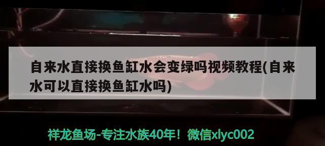 自来水直接换鱼缸水会变绿吗视频教程(自来水可以直接换鱼缸水吗)