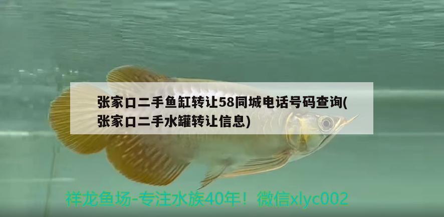 张家口二手鱼缸转让58同城电话号码查询(张家口二手水罐转让信息) 印尼虎苗