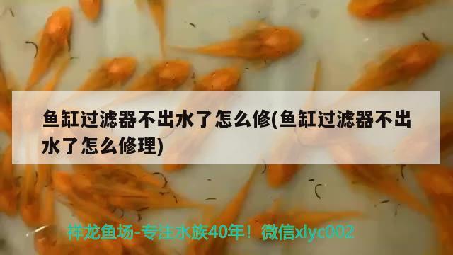 鱼缸过滤器不出水了怎么修(鱼缸过滤器不出水了怎么修理) 和尚鱼