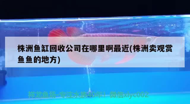 株洲鱼缸回收公司在哪里啊最近(株洲卖观赏鱼鱼的地方) 黑影道人鱼