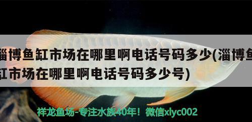 淄博鱼缸市场在哪里啊电话号码多少(淄博鱼缸市场在哪里啊电话号码多少号)