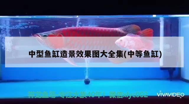 中型鱼缸造景效果图大全集(中等鱼缸) 战车红龙鱼