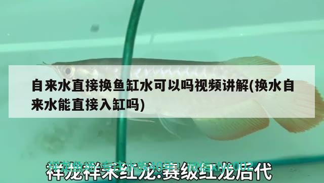 自来水直接换鱼缸水可以吗视频讲解(换水自来水能直接入缸吗) 赛级红龙鱼