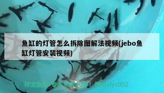 鱼缸的灯管怎么拆除图解法视频(jebo鱼缸灯管安装视频) 黑白双星鱼